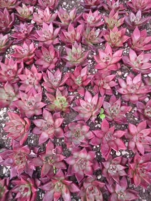 Imported red rubin  succulent 5pc - Image 1 of 2