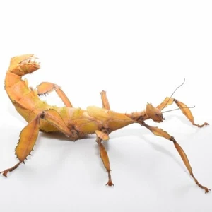 20 Eier von Extatosoma Australische Gespenstschrecke Parthenogenese Selten ☆ - Bild 1 von 3