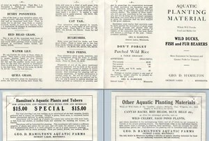 1920s NOS LOT Geo Hamilton Aquatic Farm Duck Hunt Detroit Lakes MN Advertising - Bild 1 von 5