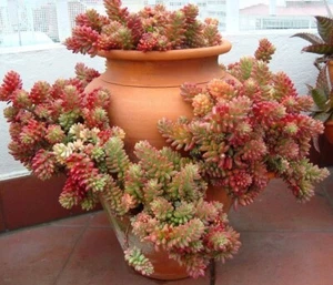 10x Ableger Sedum rubrotinctum, ca 10cm, Sukkulente mit besonderer Farbgebung - Bild 1 von 12