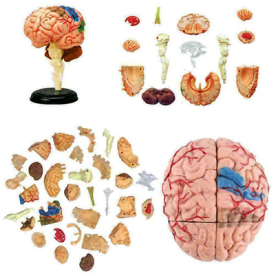 4D Disassembled Anatomical Brain Model Anatomy Teaching Brain Assembly Model • 21.80£