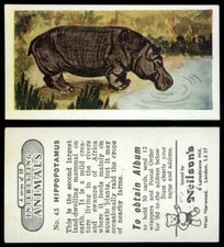 Hippopotamus #45 Interesting Animals 1954 Neilson's Card