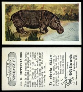 Hippopotamus #45 Interesting Animals 1954 Neilson's Card