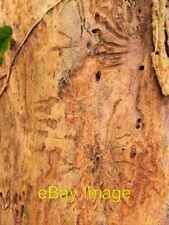 Photo 6x4 Patterns on wood caused by tunnelling beetles Cardross/NS3477  c2008