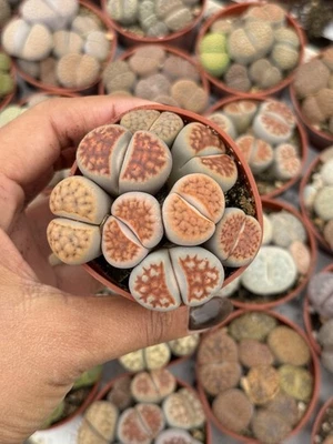 "Maceta completa de plantas vivas Lithops 2,5""" Foto 1 de 4
