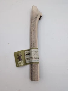 Prairie Dog Antlers | North American Split Antler | Large | Naturally Shed | ... - Picture 1 of 10