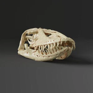 Komodo dragon skull Replica (Museum Quality) - Picture 1 of 5