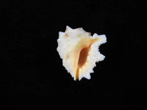 Sea Shell Drupa grossularia 23 mm ID#8159 - Imagen 1 de 3