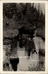 RPPC Griffin's Alaska Alce and Calf pintoresco foto real postal - Imagen 1 de 2