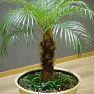Canary Island Date Palm Pheonix Tropical House Plant Seeds - 15 Rare Seeds - Picture 1 of 2