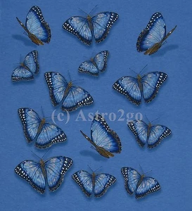 Camiseta MORPHO BRILLO-Mariposas Insectos Mariposa Naturaleza Niños 2 caras talla XS - Imagen 1 de 3