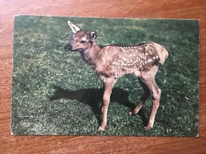 BABY ELK 1950'S POSTCARD - Picture 1 of 2