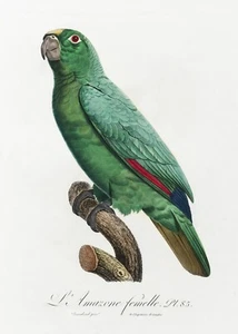 Plate 85 Yellow-crowned Amazon History of Parrots by Francois Levaillant Repro - Picture 1 of 2