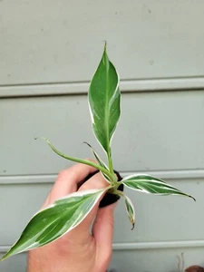 Variegated Banana (Musa Florida Variegated) - Picture 1 of 6