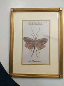 6er Set 6 Insektenskizzen Drucke gerahmte Kunst - Bild 1 von 6
