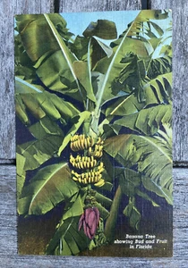 1940s Florida Banana Tree Loaded with Fruit Linen Postcard- 232 - Picture 1 of 7