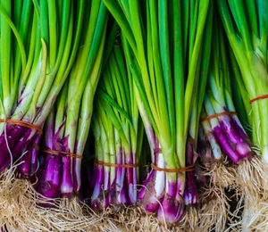 900x Welsh Red Onion Seeds - Fast Growing - Herb - Picture 1 of 1
