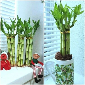 LUCKY BAMBOO 6 stalks 8 inches FREE BUTTERFLY STAKE, Indoor, Perennial, Gift - Picture 1 of 6