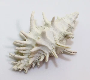 Schnecke, Muricopsis oxytatus, Quartär, La Descubierta, Dominikanische Rep-l1 - Bild 1 von 6