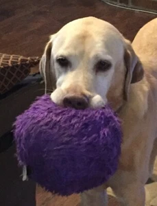 goDog Furballz Large Purple Chew Guard Squeaker Plush Dog Toy 770121 - Picture 1 of 3