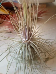 Tillandsia magnusiana plantas colección CLAVEL DE AIRE 5 cms aprox. - Foto 1 di 7