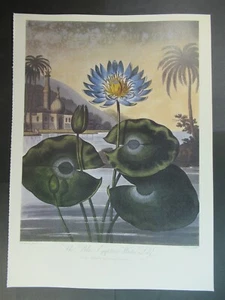 Impresión Nymphaea caerulea (nenúfar egipcio azul) por Peter Henderson 1791-1829 - Imagen 1 de 5