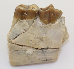 Oreodont, Merycoidodon culbertsoni, Terziario, Oligocene, White River Fm, USA -L346 - Foto 1 di 6