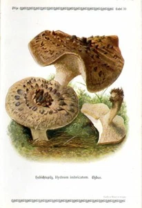 1913 GRAMBERG CHROMOLITHOGRAPH Mushrooms: shingled hedgehog, or scaly hedgehog - Foto 1 di 3