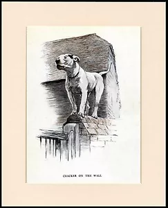 BULLTERRIER KRACKER AN EINER WAND TOLLER HUNDEDRUCK MONTIERT RAHMENFERTIG - Bild 1 von 1