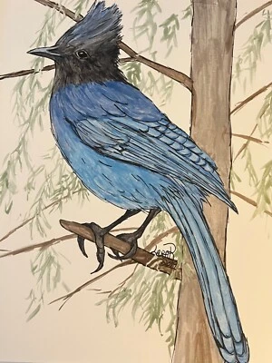 Original Signed Watercolor and Ink - “Biding Time” - Stellar Jay - Birds - Image 1 of 4