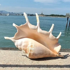 Large Lambis Spyder Conch Seashell Natural Shell Rare Real Beach Deco 5-6" In - Picture 1 of 5