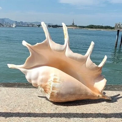 Large Lambis Spyder Conch Seashell Natural Shell Rare Real Beach Deco 5-6" In - Image 1 of 4