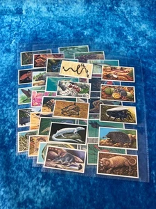 Brooke Bond Incredible Creatures Juego Completo de 40 Tarjetas de Té 1985 Espalda Marrón - Imagen 1 de 9