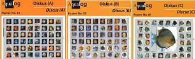 AQUALOG, 3 Discus Fold Posters, for Discus fans! - Image 1 of 4