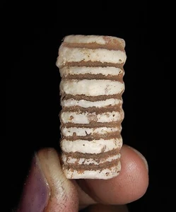 ¡INCREÍBLES AMONITAS!! TALLO CRINOIDE, FÓSIL DE LIRIO MARINO, DE TIMOR INDONESIA, 25 MM - Imagen 1 de 6