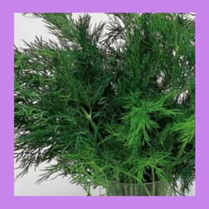 Heritage Seeds 1300+ HERB DILL (SALE) - Picture 1 of 1