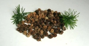 200 MINIATURE/TINY HEMLOCK PINE CONES/PINECONES/HAND PICKED - Picture 1 of 1