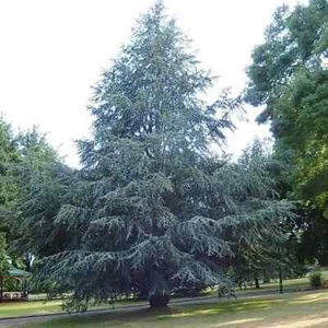 Cedrus atlantica 'Glauca' / Blue Cedar evergreen tree, Peat Free, 3L 60-90cm - Picture 1 of 4