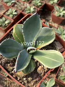 Rara pianta succulenta agave parryi var. troncata boutique variegata 7-9CM - Foto 1 di 5