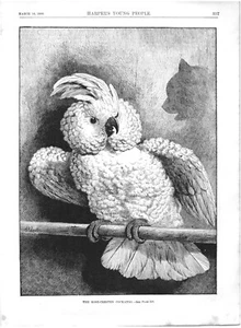 THE ROSE-CRESTED CAKADOO.VTG 1886 11" x 8" HARPER'S GRAVUR PRINT - Bild 1 von 2