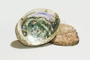 Concha marina de abulón verde de un lado pulido artesanía de playa natural 5 "-6 "(2 piezas)#JC-17 - Imagen 1 de 4