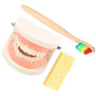 Dental Teeth Model for Teaching and Display
