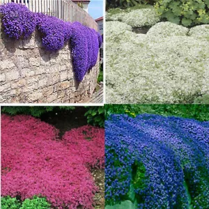 300 Multi-Colored Rock Cress Seeds Creeping Thyme Seed Thymus Serpyllum Organic - Picture 1 of 6
