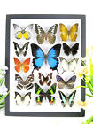De Vrais Beaux Papillons Conservés Dans La Vitrine 3D - Pièce Unique, Art  Xl 06