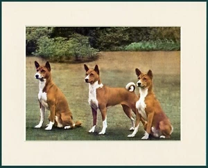 BASENJI THREE DOGS CHARMING DOG PRINT MOUNTED READY TO FRAME - Picture 1 of 1
