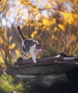 KMZ Petzval Modification Helios 44-2 f.2/58 Soviet Lens Dreamy Swirly Bokeh M42 - Picture 1 of 24