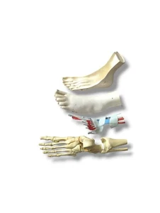 Vintage Anatomical model of human foot - Picture 1 of 11