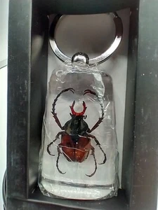 Schlüsselanhänger echtes Insekt, Millennium Arts M-Käfergeweih gehörnter Käfer - Bild 1 von 4