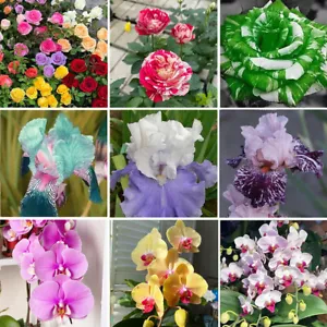 20/25 Stck. gemischte Farben Rose, Phalaenopsis und Irissamen Garten Blumen Pflanzen Dekor - Bild 1 von 16