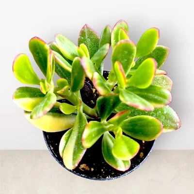 Jade Variegado Crassula ovata 'Limón y Lima' | 4" Raíz Desnuda | Raro Suculento Foto 1 de 4